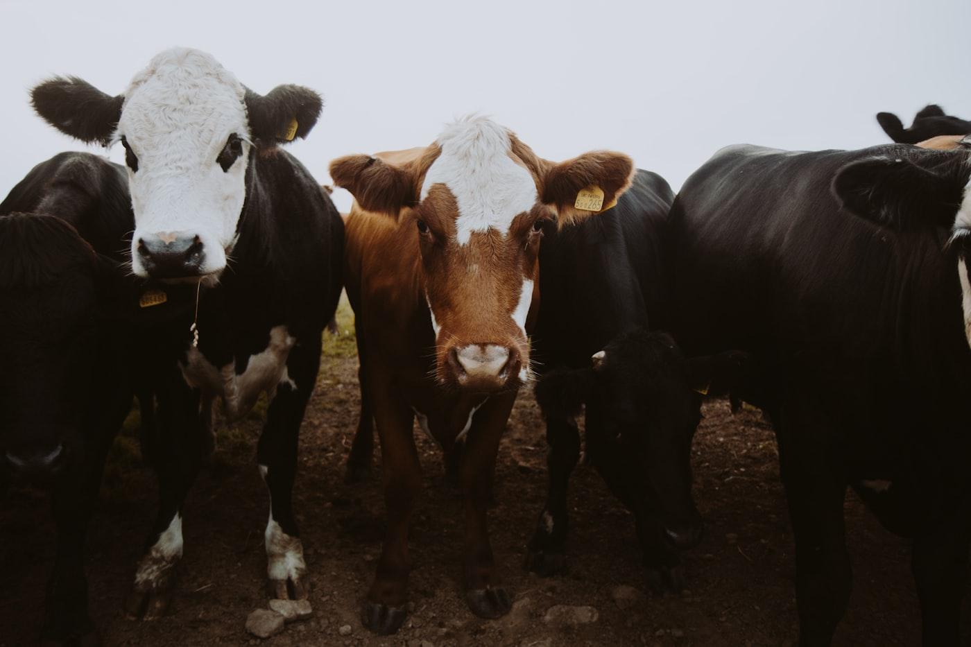Meat Production & Export Program photo 4