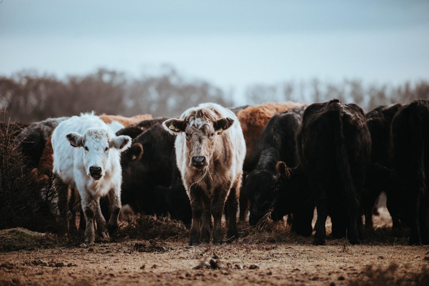 Meat Production & Export Program photo 2