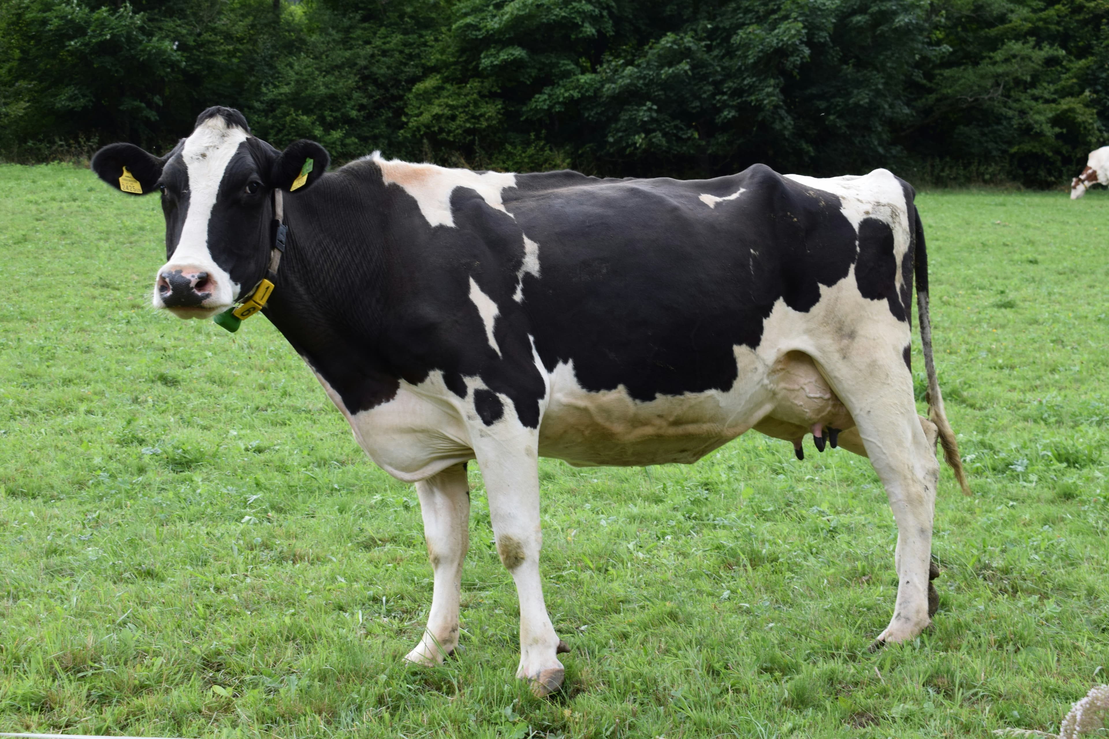 Meat Production & Export Program photo 2