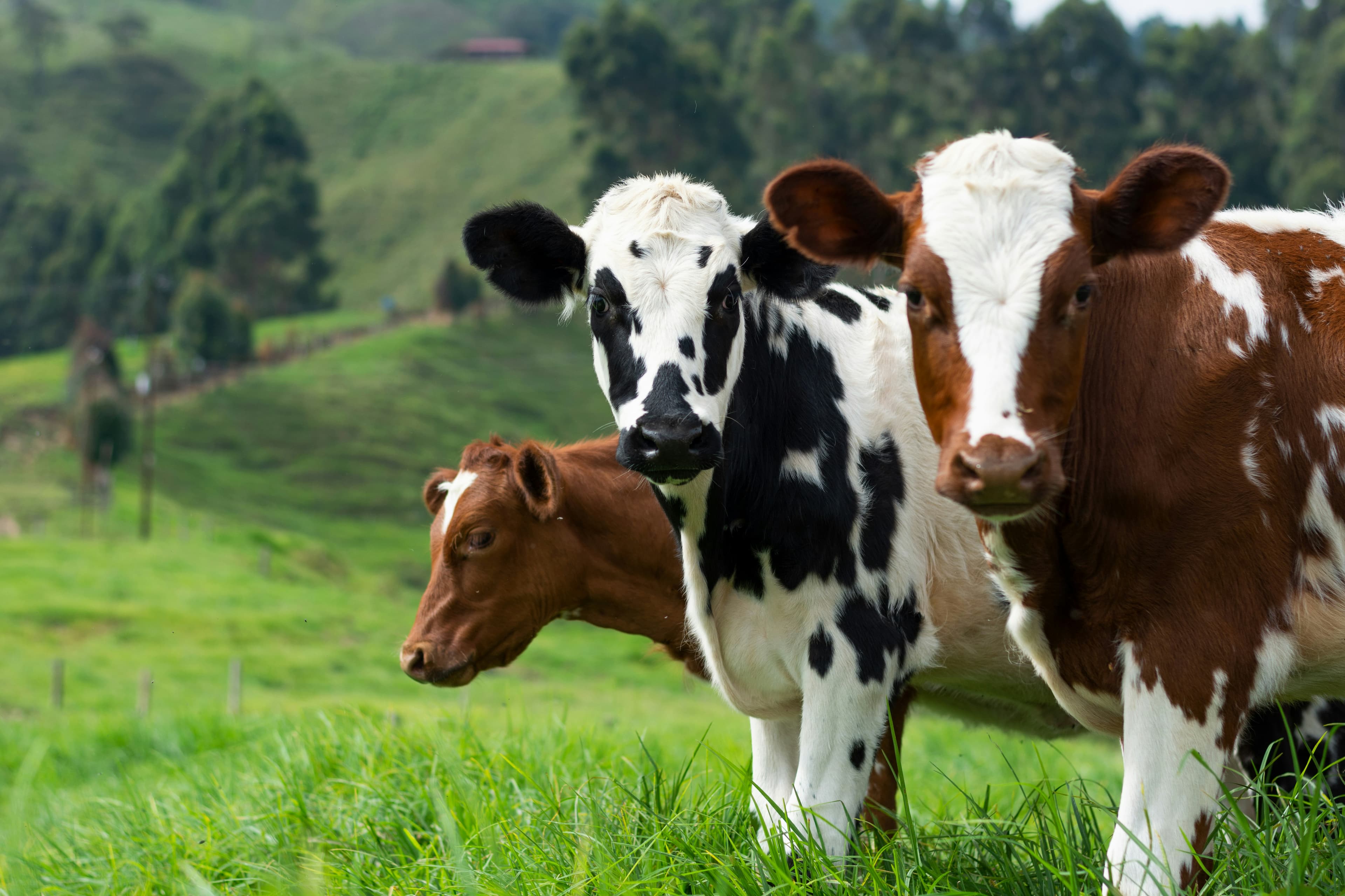 Meat Production & Export Program