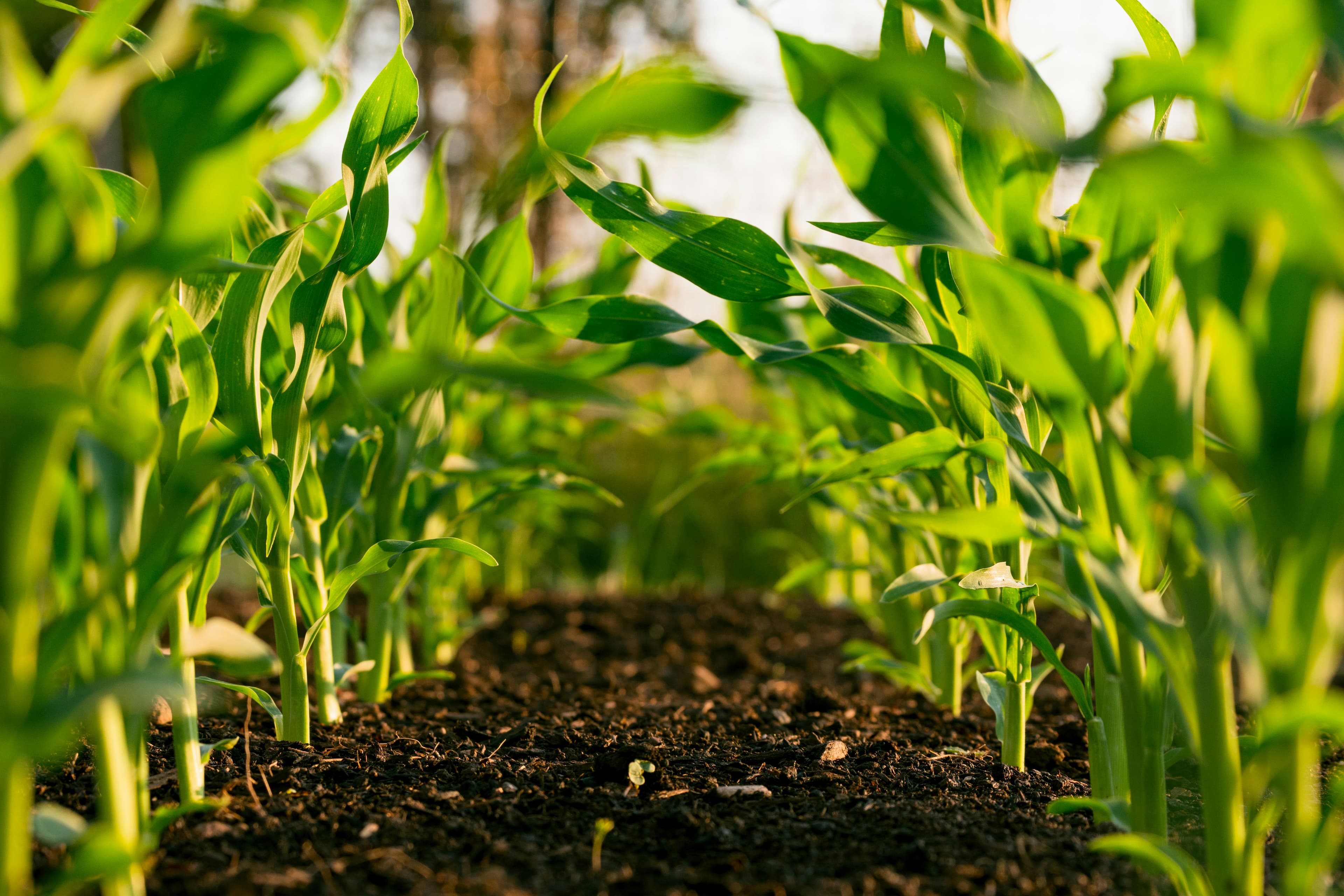Premium Agriculture Project photo 2