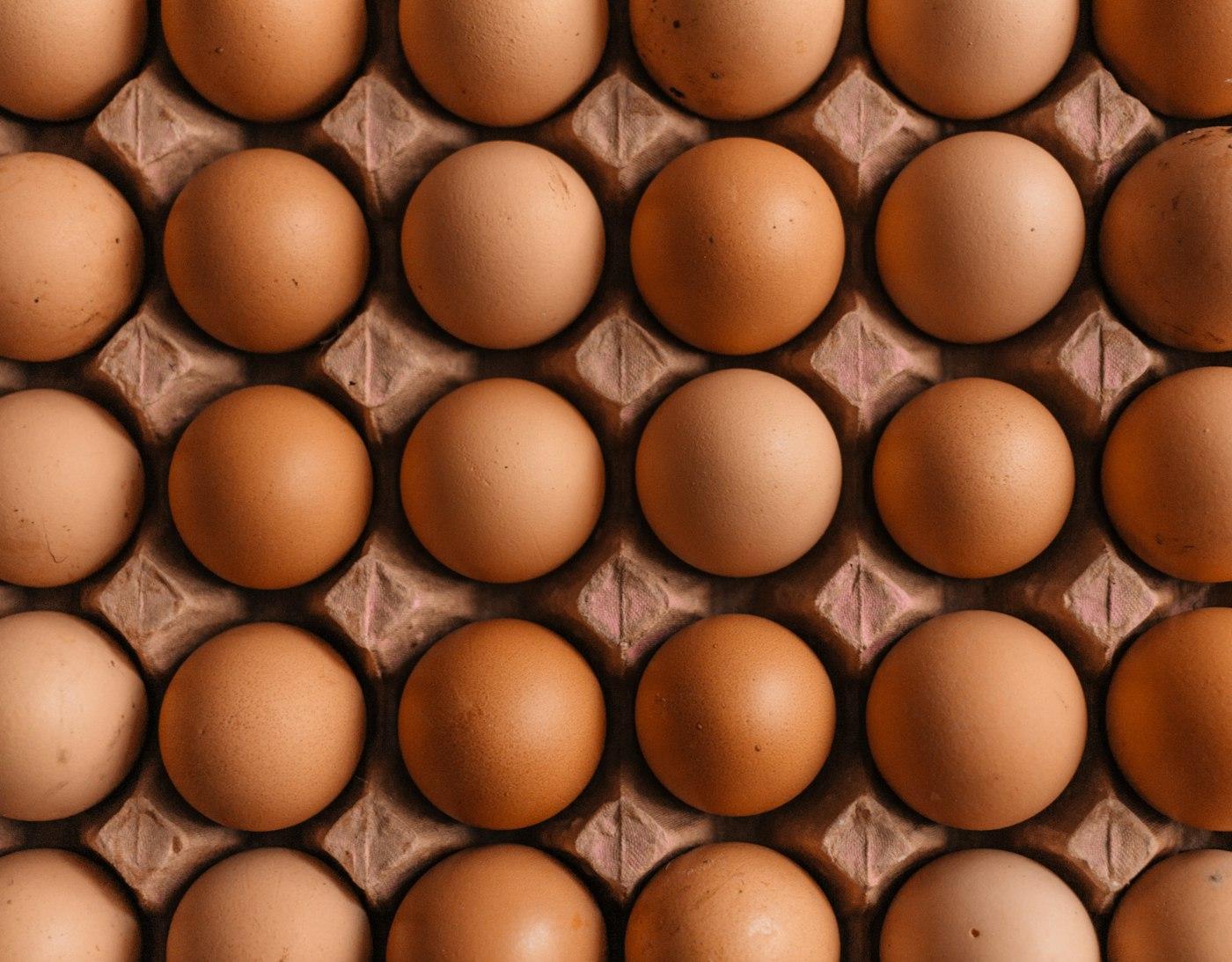 Commercial Poultry (Broiler & Layer Egg) Operations photo 3