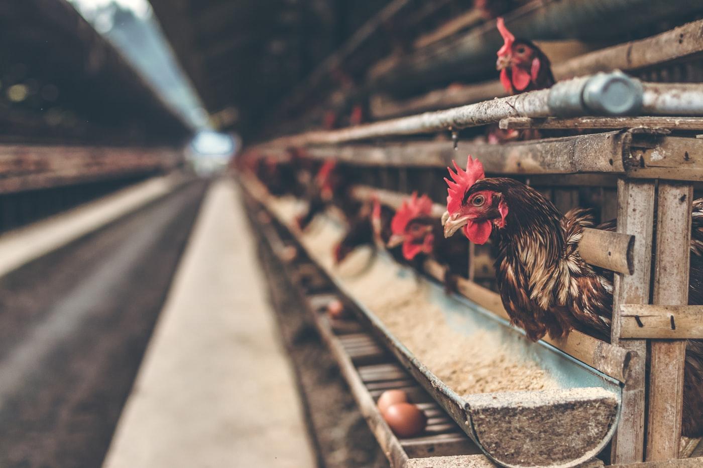 Commercial Poultry (Broiler & Layer Egg) Operations photo 2