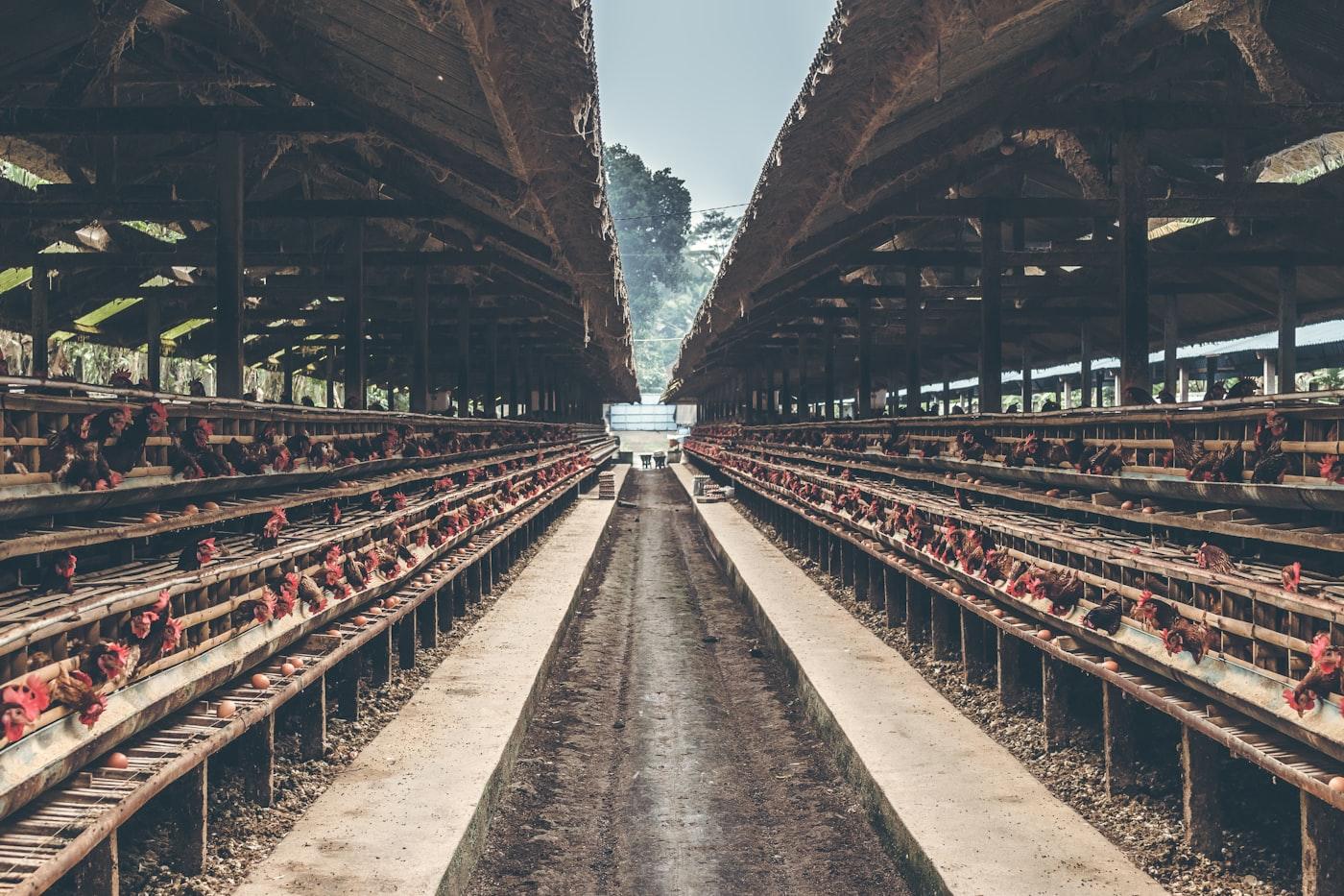 Commercial Poultry (Broiler & Layer Egg) Operations