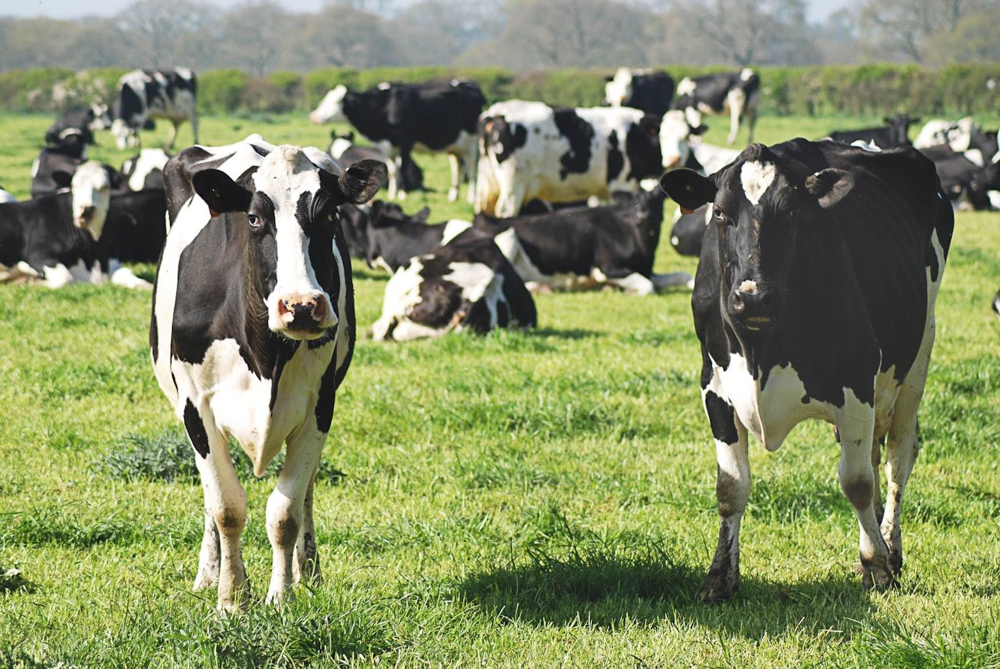 Dairy & Milk Processing Project
