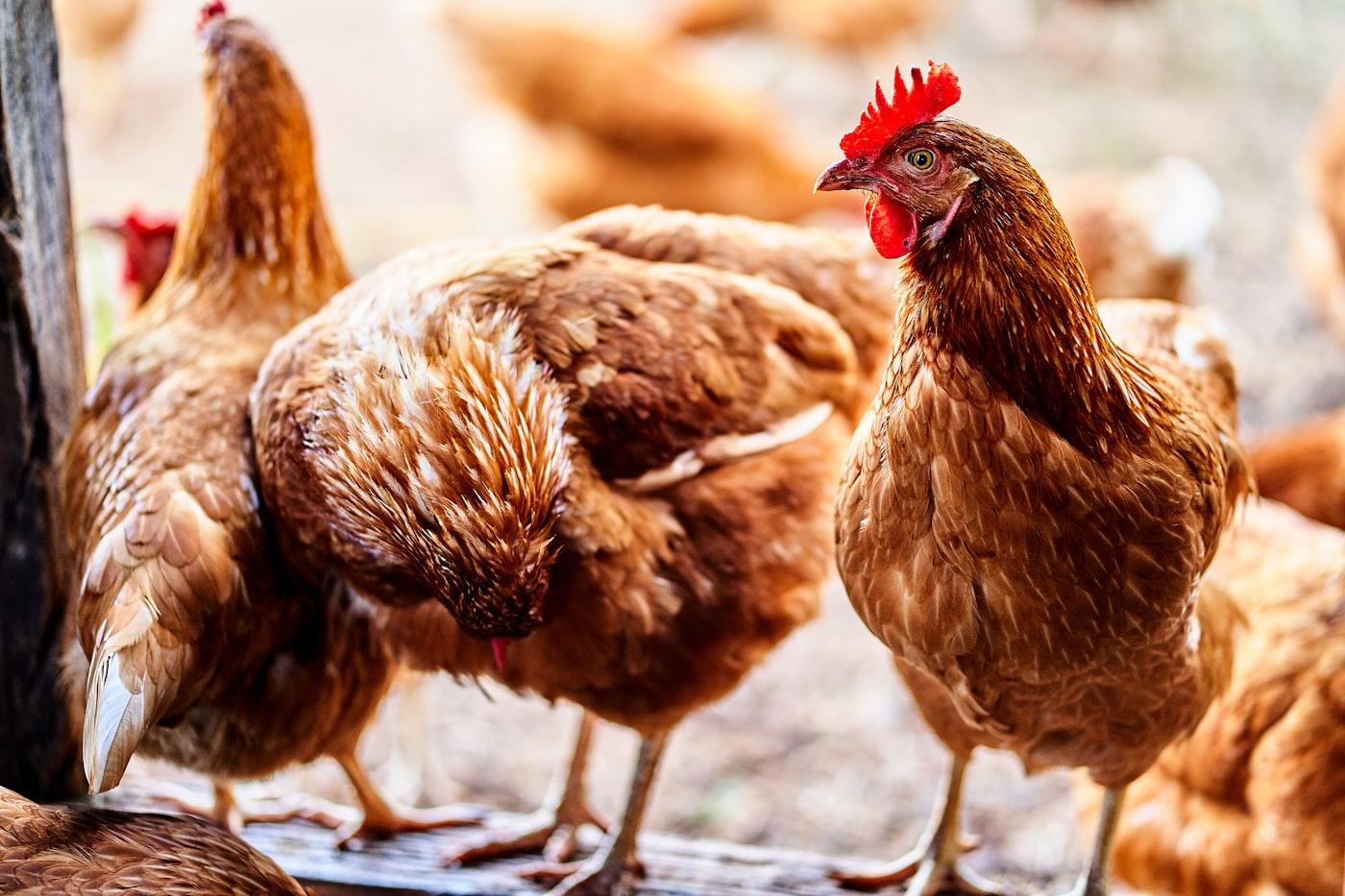 Commercial Poultry (Broiler & Layer Egg) Operations photo 4