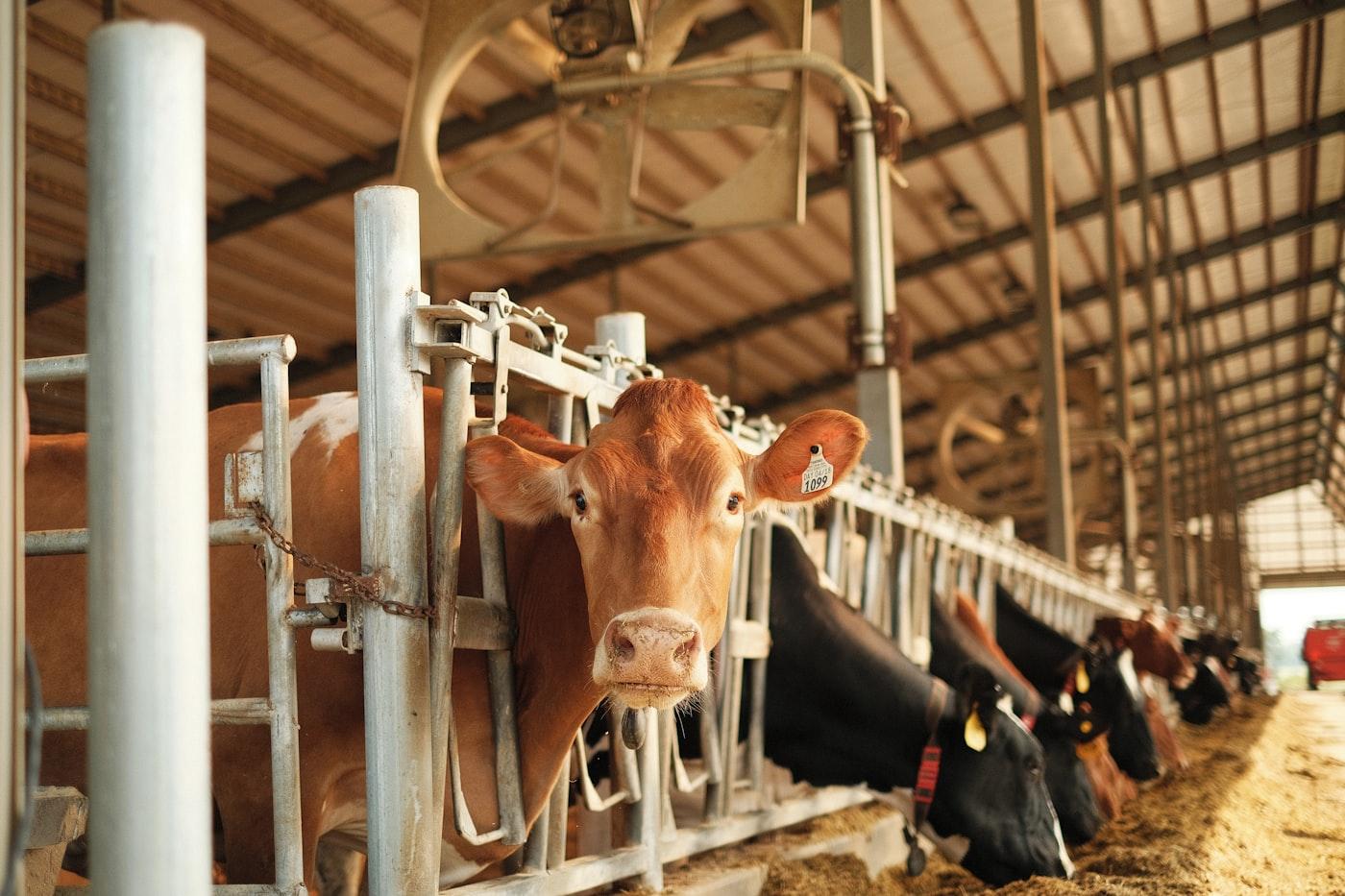 Dairy & Milk Processing Project photo 3