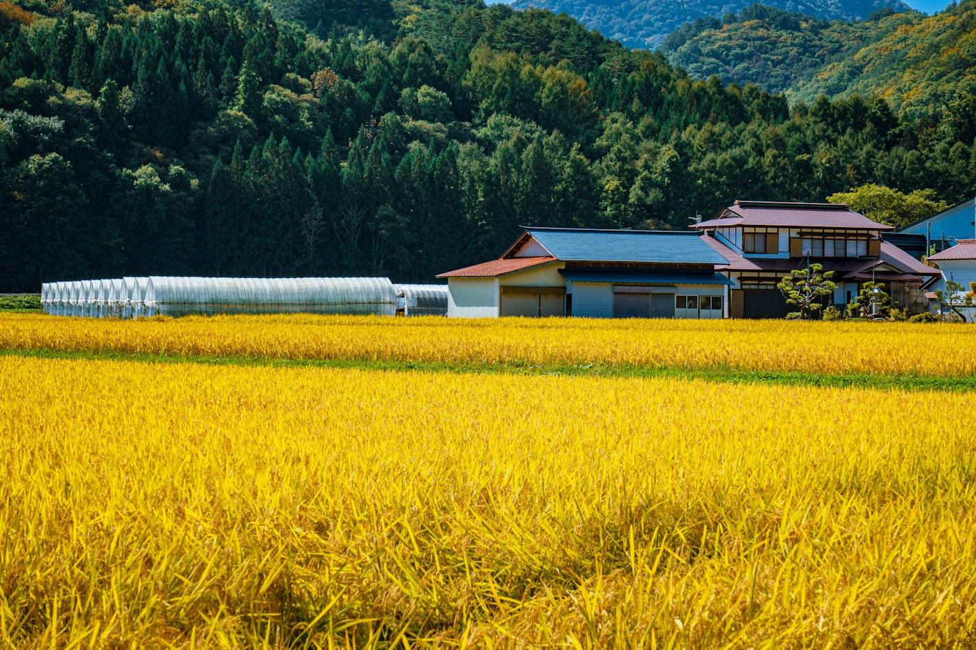 Rice Bran Oil Production Project