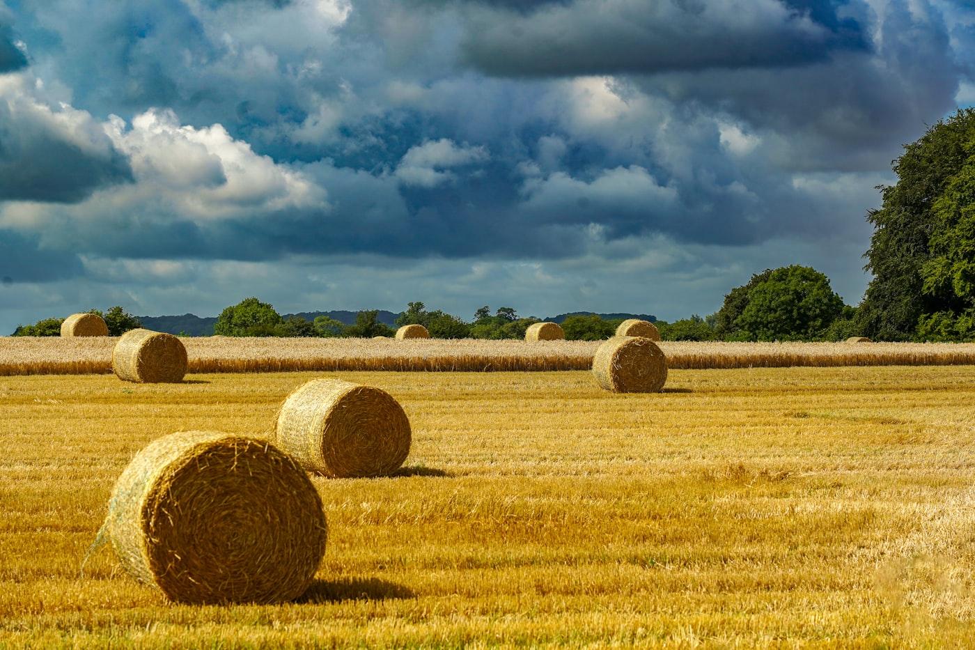 Agri-Waste & Bio-Energy Recycling photo 4