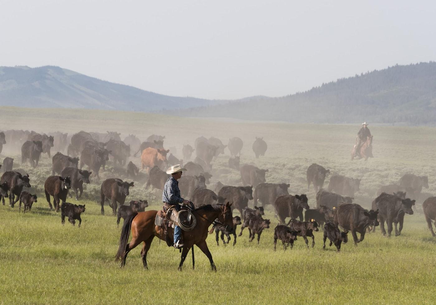 Meat Production & Export Program