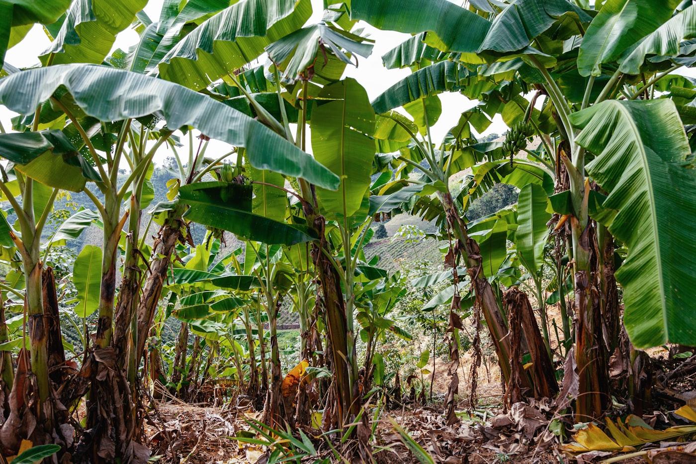 Organic Banana Fiber & Musa Silk Extraction Project