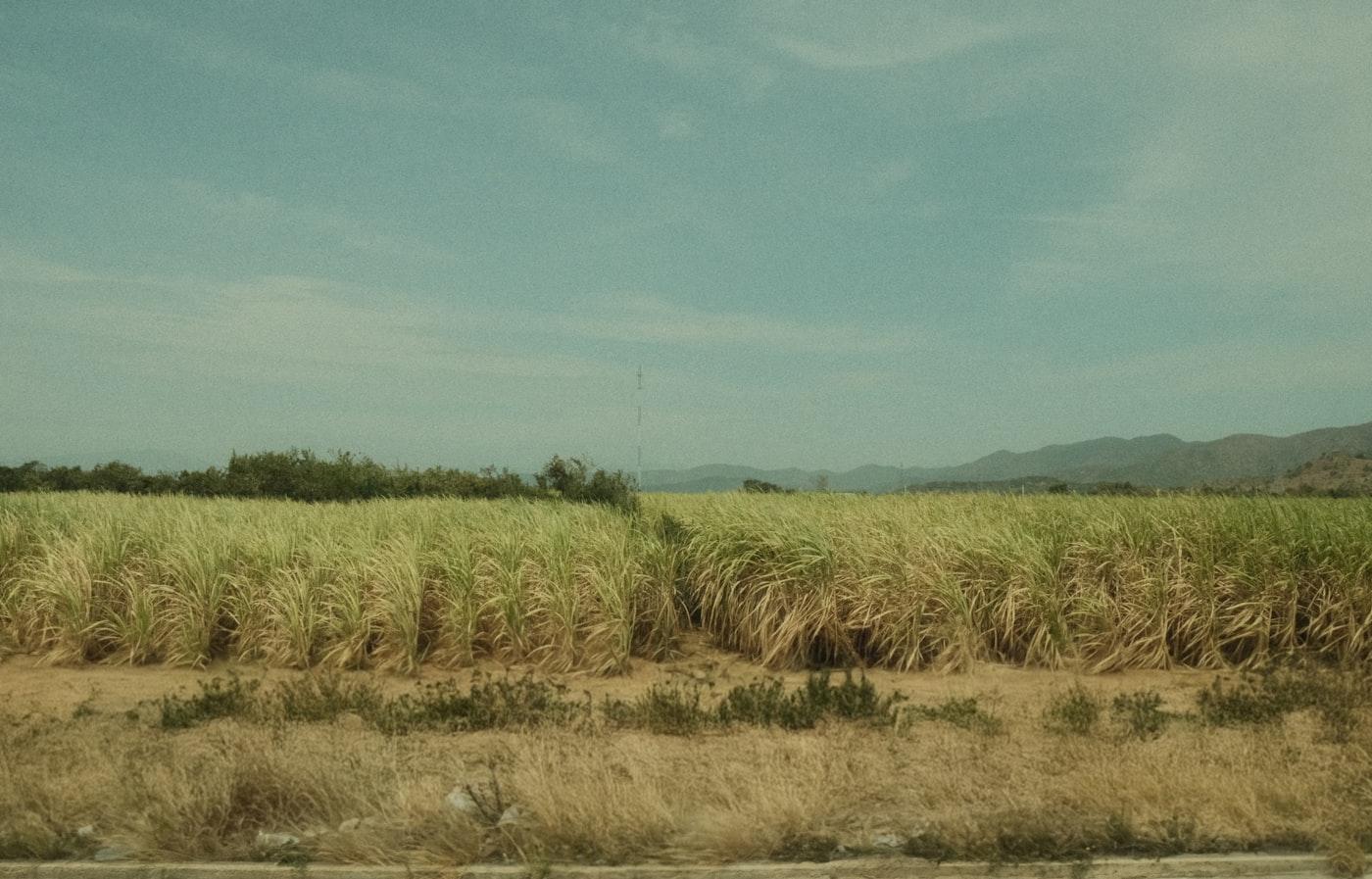 Sugarcane Waste (Bagasse) Recycling Project